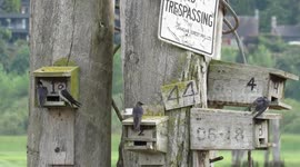 Purple Martins on the Fraser River - listen to their liquid song