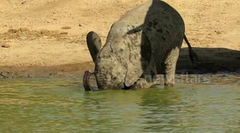 Adorable baby elephant awkwardly drinks water with its mouth