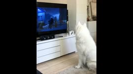 Cute dog howls at the TV