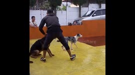 German Shepherd and Australia Shepherd
