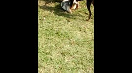 Animal Friendship