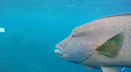 Swimming with large far grouper fish in Great Barrier Reef