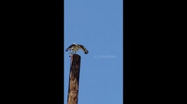 Osprey catches shark and fights off ravens on telephone pole