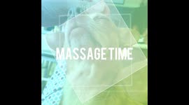 Dog Getting A Massage