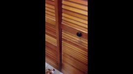 Dog jumps and hits dryer at feeding time