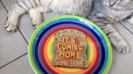 It’s coming home in pasta with cat