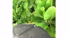 DRAMATIC GECKO