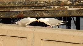 Large seagulls play tug of war with their beaks