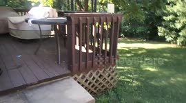 Bear vs Birdfeeder