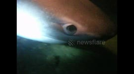 Sixgill shark swims with diver at 28 meters underwater