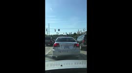 Parrot on car roof in traffic