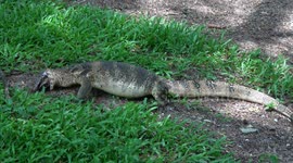 Monitor lizard swallows freshwater turtle whole