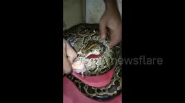 amazing familiarity to feed the pythons every day