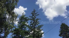 Rooks take off from tree