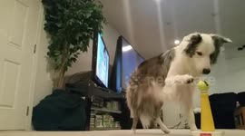 ‘World's smartest dog’ shows off incredible ball skills