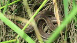 Beautiful skin on a Garter Snake