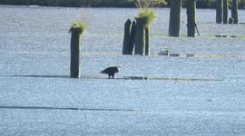 Bald eagle on the Fraser River
