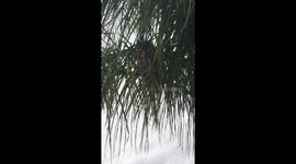 FACE TO FACE WITH A GREAT HORNED OWL