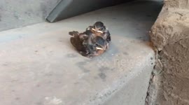 Parent protects young birds