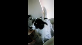 Buddy the dog celebrate England's Harry Maguire's goal against Sweden