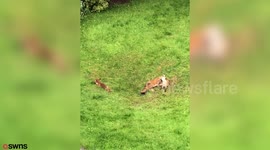 Fox family spotted playing in garden in Manchester