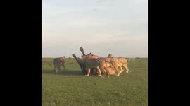 Tourists watch pride of lionesses hunting down buffalo
