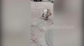 Heartbreaking moment cat refuses to give up on dead friend