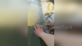 Fish keeps coming back to bank after being rescued from Chinese market