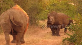 Female rhino aggressively rejects male's attempt to approach her