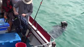 Hungry seal visits fishermen in search for lunch off Newquay harbour