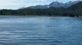 Whale playing in Alaska