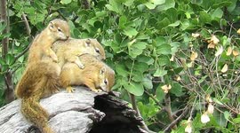 Cute squirrels snuggle together during freezing weather