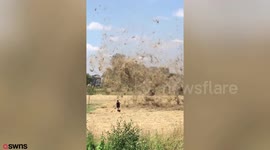 Hot air whips up mass of hay, blowing it around like tornado