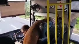 Driver gets clobbered by elephant’s trunk as it steals bananas from bus