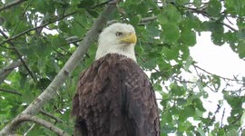 Beautiful one-eyed bald eagle