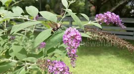 Hummingbird Moth Slowmo