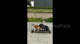 British bulldog skateboards into pond