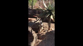 Meerkat’s reaction with helicopter sound
