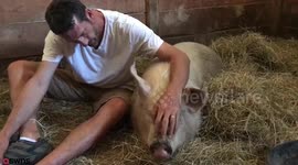 Pig who was chased onto highway by a vicious pitbull after escaping a meat farm is rescued by swine loving couple