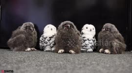 These are the adorable baby snowy owls photographed for the first time since hatching just four weeks ago at an animal centre