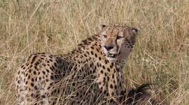 Cheetahs feast on wildebeest in Tanzania national park