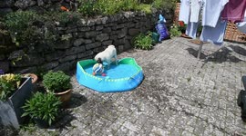 Dennis the pug puppy, cooling down in the heatwave playing football in his paddling pool in Cornwall.