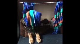 My dog has a screw loose