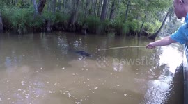 Alligator Fight in Louisiana Swamp