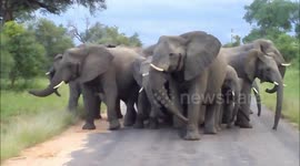 Elephant herd aggressively protects their young against pack of wild dogs