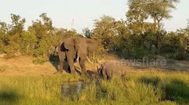 Big bull elephant suddenly launches attack on lone rhino