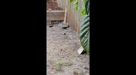Injured bird fed by friend