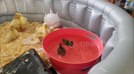 4 Yellow Ducks, 2 Brown Ducks & German Shepherd