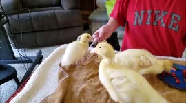 7 pugs, 4 ducks, 3 strawberries & an adorbale German Shepherd - Pug Party Plus One