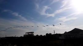 Flock OF birds flying around